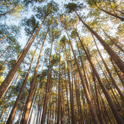 Imagem de uma floresta de pinus de reflorestamento.